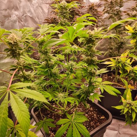 Pinky & the Brain growlog timeline photo