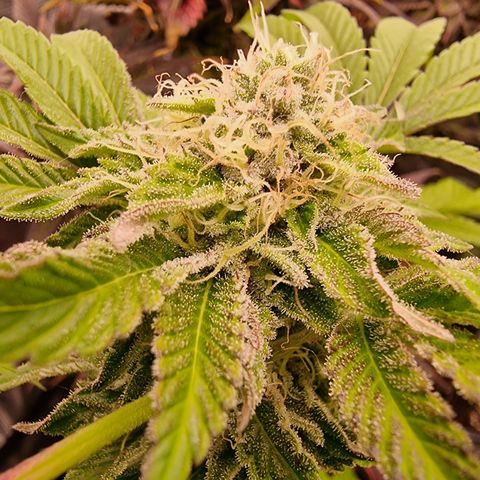 Pinky & the Brain growlog timeline photo