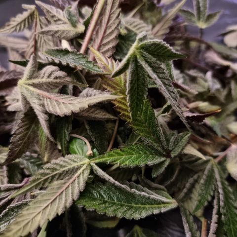 🍒 growlog timeline photo