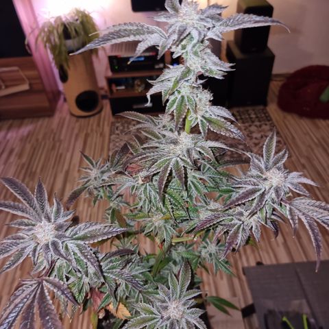 🍒 growlog timeline photo