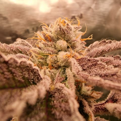 🍒 growlog timeline photo