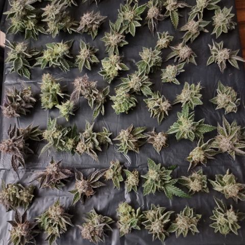 🍒 growlog timeline photo