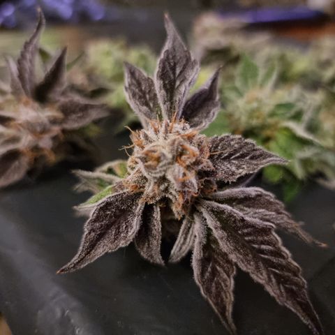 🍒 growlog timeline photo