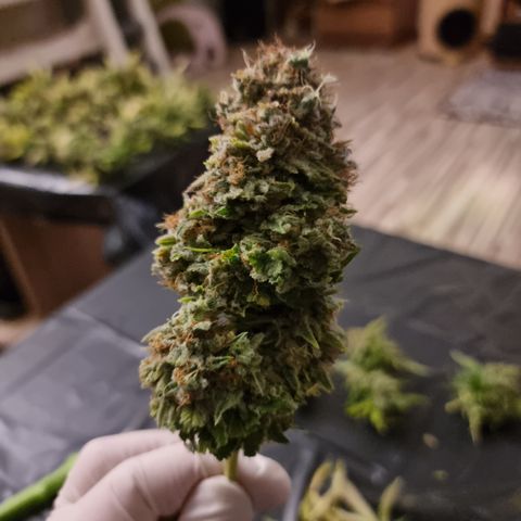 Foto do cronograma do growlog de 💣