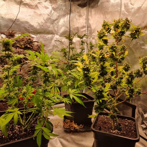 Pinky & the Brain growlog timeline photo