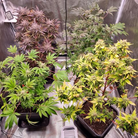 Pinky & the Brain growlog timeline photo
