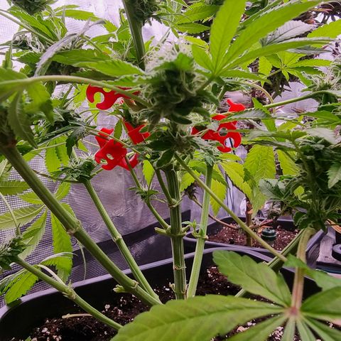Pinky & the Brain growlog timeline photo