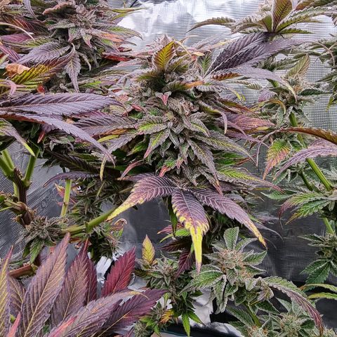 🌹 growlog timeline photo