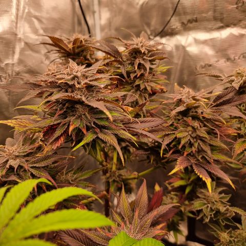 🌹 growlog timeline photo