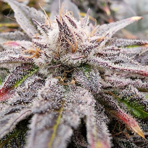🌹 growlog timeline photo