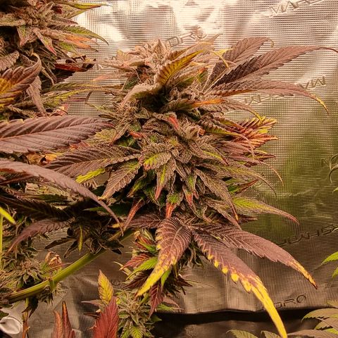 🌹 growlog timeline photo