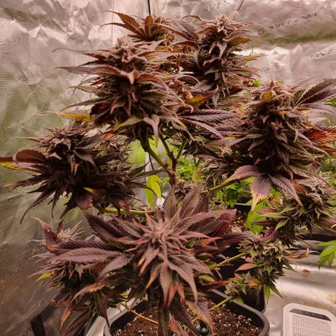 🌹 growlog timeline photo