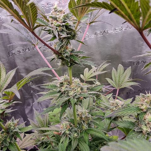 Pinky & the Brain growlog timeline photo