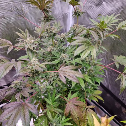 Pinky & the Brain growlog timeline photo