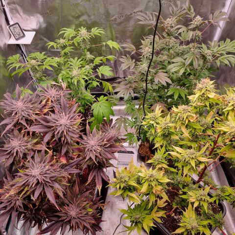 Pinky & the Brain growlog timeline photo