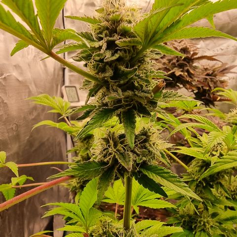 Pinky & the Brain growlog timeline photo