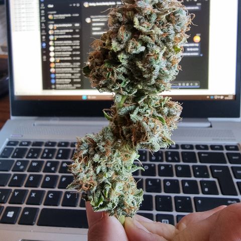 Foto do cronograma do growlog de 💣