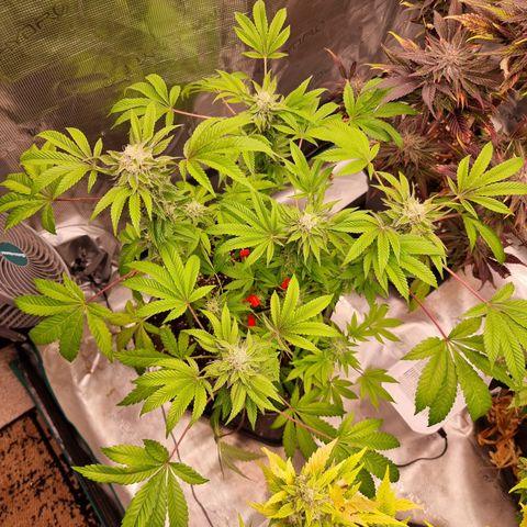 Pinky & the Brain growlog timeline photo