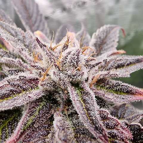 🌹 growlog timeline photo