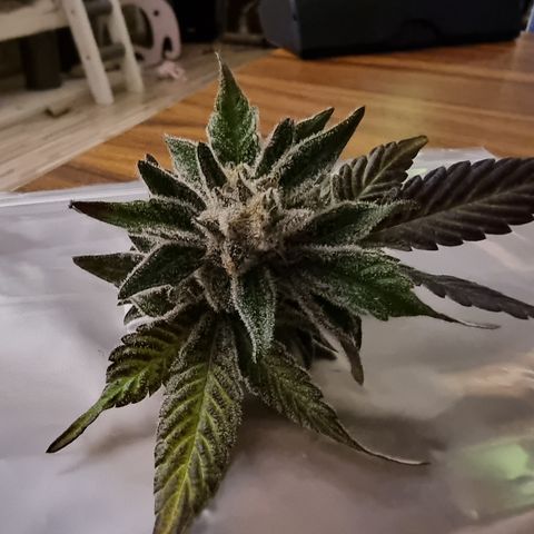 🌹 growlog timeline photo