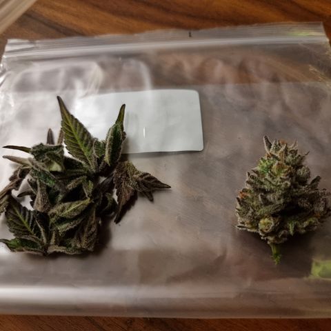 🌹 growlog timeline photo