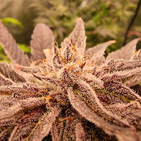 🌹 growlog timeline photo