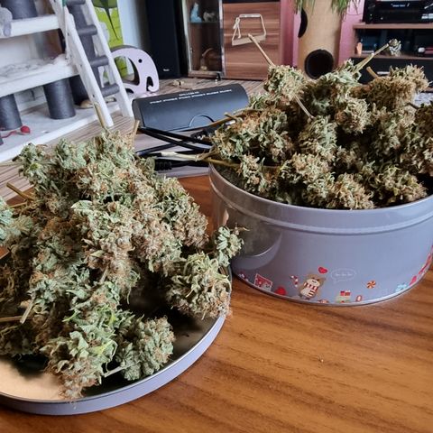 Foto do cronograma do growlog de 💣