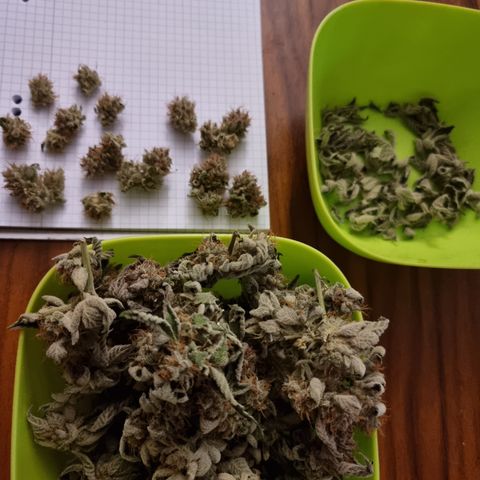 🍒 growlog timeline photo
