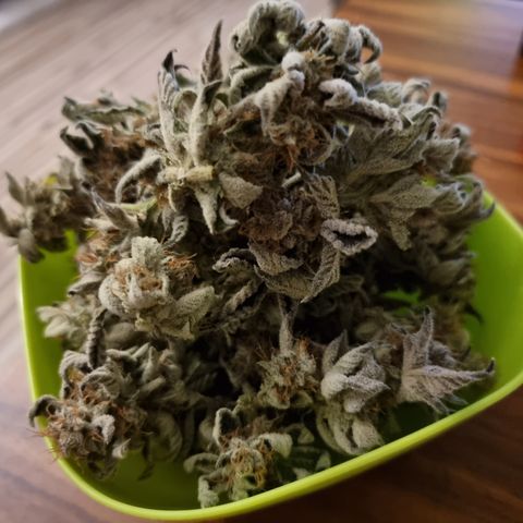 🍒 growlog timeline photo