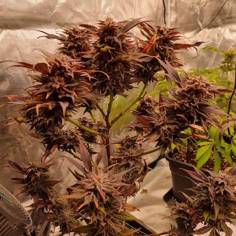 🌹 growlog timeline photo