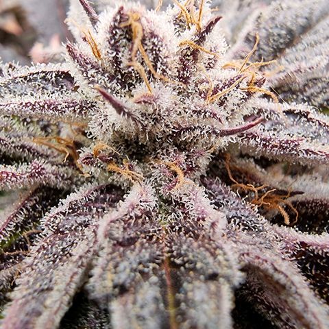 🌹 growlog timeline photo
