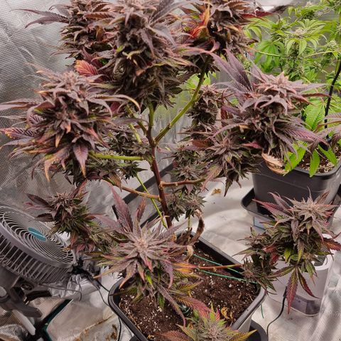 🌹 growlog timeline photo