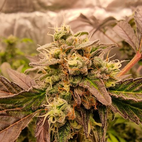 Pinky & the Brain growlog timeline photo