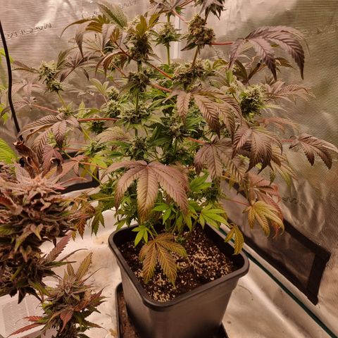 Pinky & the Brain growlog timeline photo