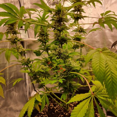 Pinky & the Brain growlog timeline photo