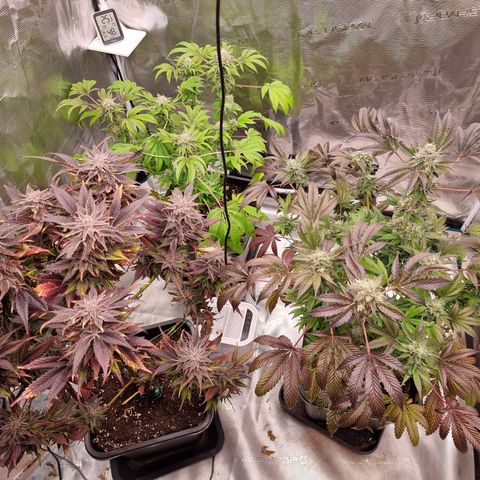 Pinky & the Brain growlog timeline photo