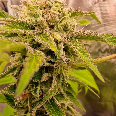 Pinky & the Brain growlog timeline photo