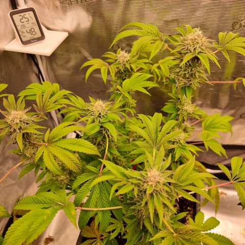 Pinky & the Brain growlog timeline photo