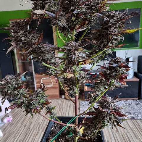 🌹 growlog timeline photo