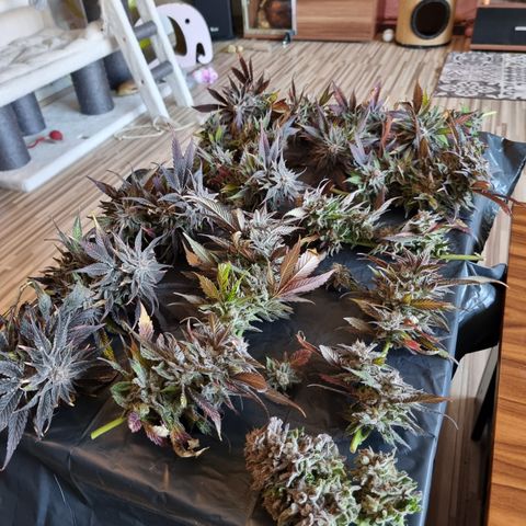 🌹 growlog timeline photo