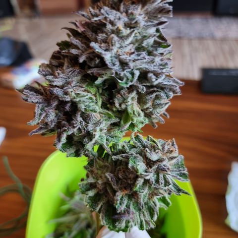 🌹 growlog timeline photo