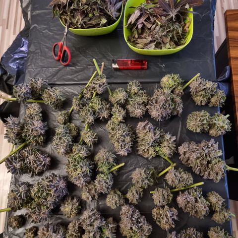 🌹 growlog timeline photo