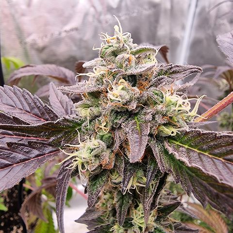 Pinky & the Brain growlog timeline photo