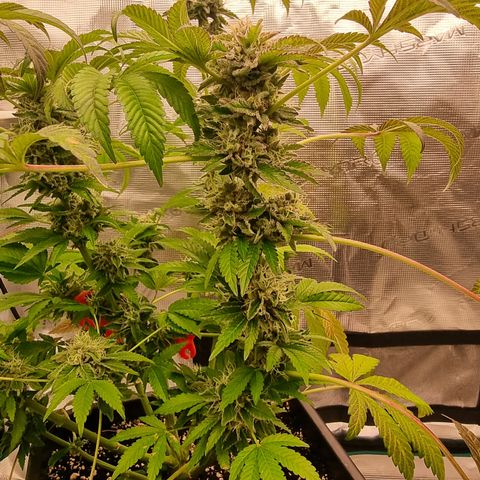 Pinky & the Brain growlog timeline photo