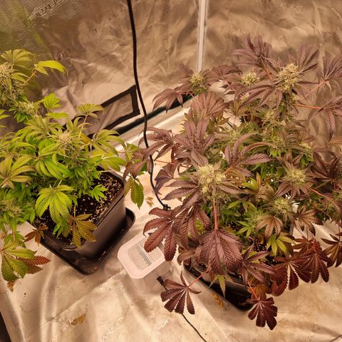 Pinky & the Brain growlog timeline photo