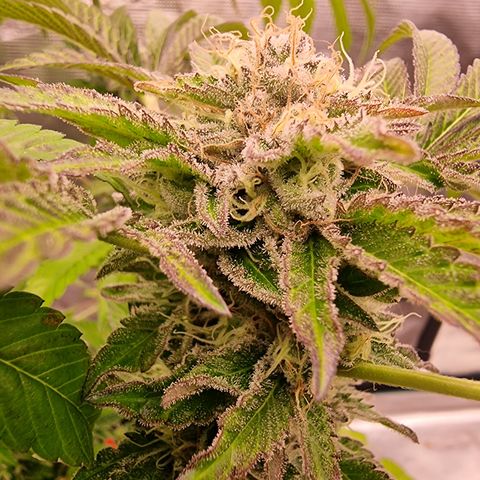 Pinky & the Brain growlog timeline photo