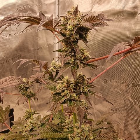 Pinky & the Brain growlog timeline photo