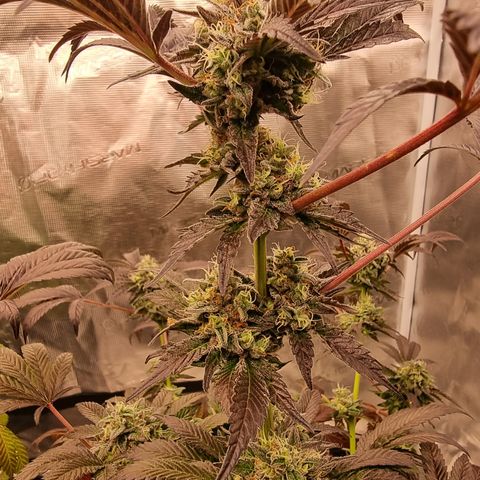 Pinky & the Brain growlog timeline photo