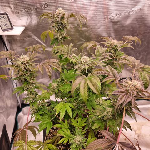 Pinky & the Brain growlog timeline photo