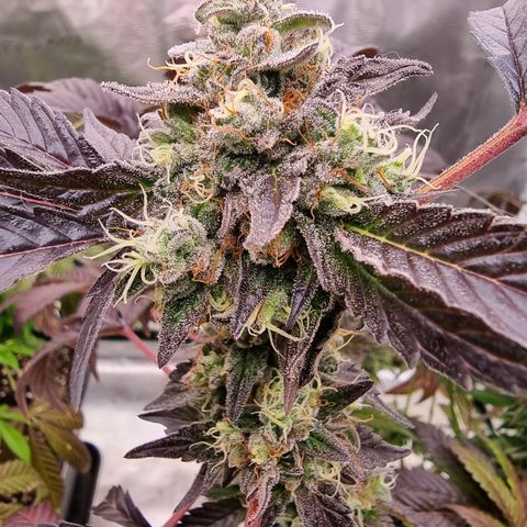 Pinky & the Brain growlog timeline photo